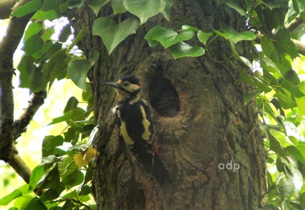 Great Spotted Woodpecker (Dendrocopos major) Alan Prowse